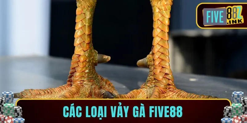 các loại vảy gà five88