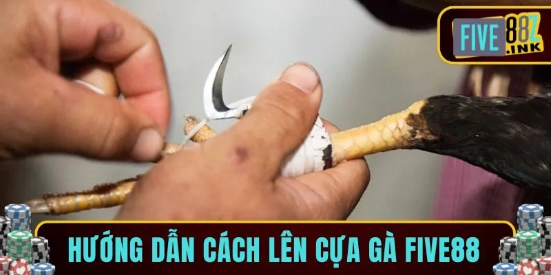 cách lên cựa gà five88