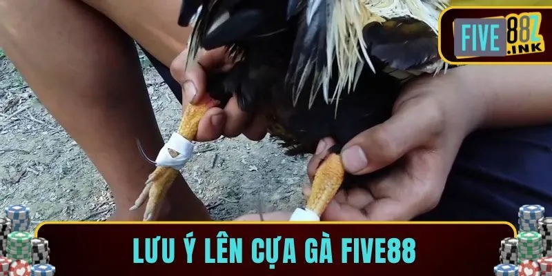 cách lên cựa gà five88
