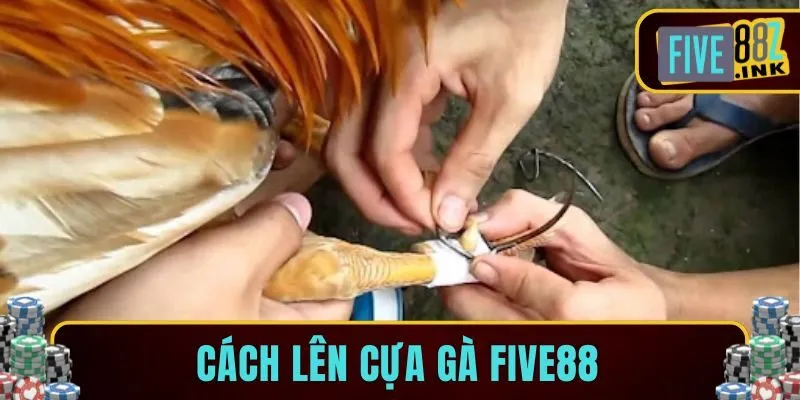 cách lên cựa gà five88