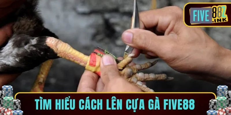 cách lên cựa gà five88