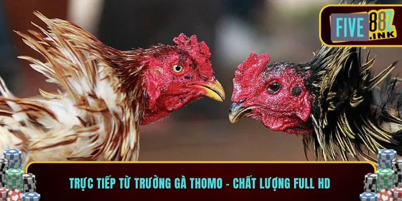 đá gà thomo five88