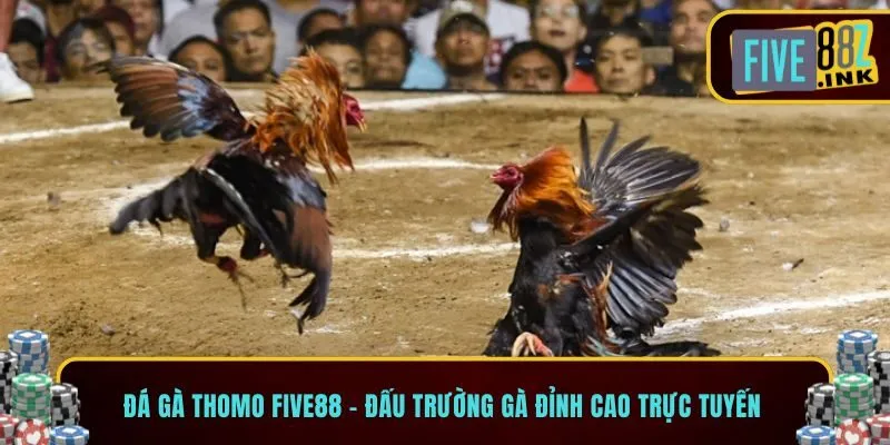 đá gà thomo five88